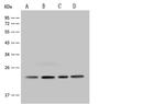 MRPS26 Antibody in Western Blot (WB)