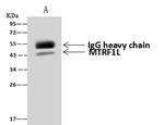 RF1ML Antibody in Immunoprecipitation (IP)