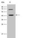 RF1ML Antibody in Western Blot (WB)