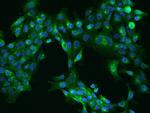 SCAMP4 Antibody in Immunocytochemistry (ICC/IF)