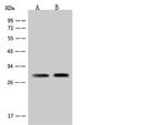 SCAMP4 Antibody in Western Blot (WB)