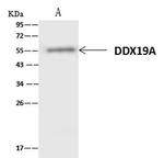 DDX19A Antibody in Immunoprecipitation (IP)