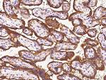 Niban-like protein Antibody in Immunohistochemistry (Paraffin) (IHC (P))
