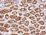 Niban-like protein Antibody in Immunohistochemistry (Paraffin) (IHC (P))