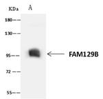 Niban-like protein Antibody in Immunoprecipitation (IP)