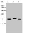 Niban-like protein Antibody in Western Blot (WB)