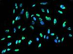 DDX21 Polyclonal Antibody