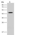 DGAT2 Antibody in Western Blot (WB)