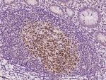 EAF2 Antibody in Immunohistochemistry (Paraffin) (IHC (P))