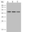 EAF2 Antibody in Western Blot (WB)