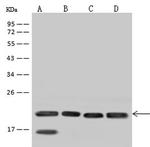 SSR3 Antibody in Western Blot (WB)