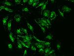 SUMO4 Antibody in Immunocytochemistry (ICC/IF)