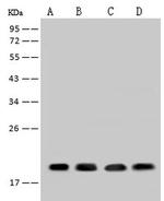 SUMO4 Antibody in Western Blot (WB)
