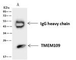 TMEM109 Antibody in Immunoprecipitation (IP)