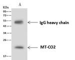 MTCO2 Antibody in Immunoprecipitation (IP)