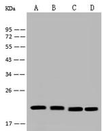MTCO2 Antibody in Western Blot (WB)