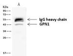 GPN1 Antibody in Immunoprecipitation (IP)