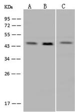 GPN1 Antibody in Western Blot (WB)