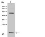 RPS18 Antibody in Western Blot (WB)