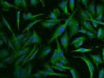 RPL9 Antibody in Immunocytochemistry (ICC/IF)