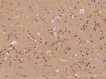 RPL9 Antibody in Immunohistochemistry (Paraffin) (IHC (P))