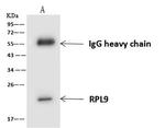RPL9 Antibody in Immunoprecipitation (IP)