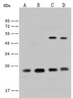 RPL9 Antibody in Western Blot (WB)