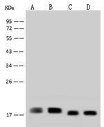 RPS14 Antibody in Western Blot (WB)