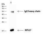 RPS17 Antibody in Immunoprecipitation (IP)