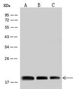 RPS17 Antibody in Western Blot (WB)