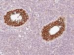 SCRN1 Antibody in Immunohistochemistry (Paraffin) (IHC (P))
