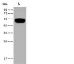 SCRN1 Antibody in Western Blot (WB)