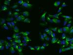 Ubiquilin 2 Antibody in Immunocytochemistry (ICC/IF)
