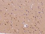 Ubiquilin 2 Antibody in Immunohistochemistry (Paraffin) (IHC (P))