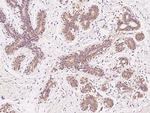Ubiquilin 2 Antibody in Immunohistochemistry (Paraffin) (IHC (P))