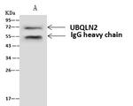 Ubiquilin 2 Antibody in Immunoprecipitation (IP)