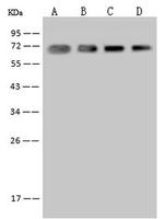 Ubiquilin 2 Antibody in Western Blot (WB)