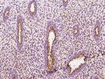 YIPF4 Antibody in Immunohistochemistry (Paraffin) (IHC (P))