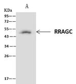 RRAGC Antibody in Immunoprecipitation (IP)