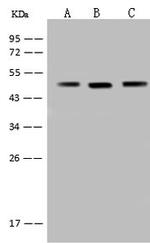 RRAGC Antibody in Western Blot (WB)