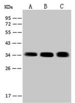 SARNP Antibody in Western Blot (WB)