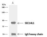 SEC14L1 Antibody in Immunoprecipitation (IP)