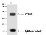 PEG10 Antibody in Immunoprecipitation (IP)