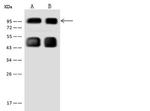 PEG10 Antibody in Western Blot (WB)