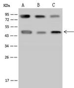 PCYT1A Antibody in Western Blot (WB)