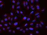 PDXDC1 Polyclonal Antibody