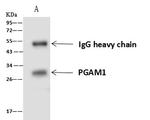 PGAM1 Antibody in Immunoprecipitation (IP)
