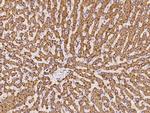 PGRMC1 Antibody in Immunohistochemistry (Paraffin) (IHC (P))