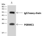 PGRMC1 Antibody in Immunoprecipitation (IP)