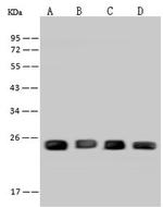 PGRMC1 Antibody in Western Blot (WB)
